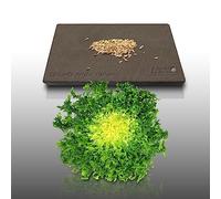 250 graines à semer - Le Grenier d'Abondance - CHICOREE FRISEE Wallonne - Cichorium