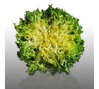 250 graines à semer - Le Grenier d'Abondance - CHICOREE FRISEE Wallonne - Cichorium