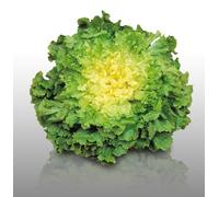 250 Graines À Semer - Le Grenier D'abondance - Chicoree Scarole Géante Maraîchère - Cichorium