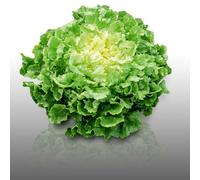 250 Graines À Semer - Le Grenier D'abondance - Chicoree Scarole Grosse Bouclée - Cichorium