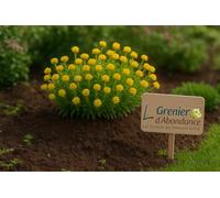 250 graines à semer - Le Grenier d'Abondance - Immortelle 'Tom Thumb'- Helichrysum bracteatum 'Tom Thumb'