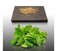 250 graines à semer - Le Grenier d'Abondance - MACHE A grosse graine - Valerianella locusta