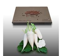 250 graines à semer - Le Grenier d'Abondance - NAVET Blanc dur d'hiver - Rapum