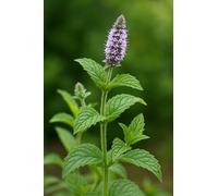 250 graines Aromatiques à semer - Le Grenier d'Abondance - MENTHE Poivrée - Mentha piperita