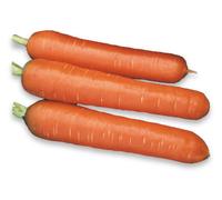 250 graines Bio à semer - Le Grenier d'Abondance - CAROTTE Nantaise - Certifié AB - Daucus Carota