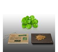 250 graines Bio à semer - Le Grenier d'Abondance - MACHE Doucette - Certifié AB - Valerianella locusta