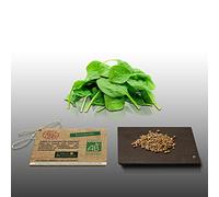 250 graines Bio - EPINARD Géant d'hiver - Certifié AB - Spinacia oleracea