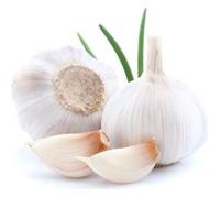 250 Graines d'Ail Blanc - plantes légumes fleurs aromatique potager méthode BIO