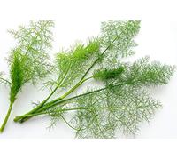 250 Graines d'Aneth - plante aromatique - légumes jardin potager - semences paysannes reproductibles - SemiSauvage