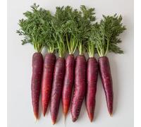 250 Graines de Carotte Longue Rouge Sang - SemiSauvage Permaculture
