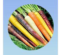 250 graines de carottes muticolore - carottes rainbow