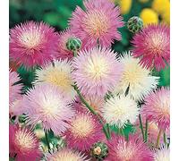 250 Graines de Centaurée Impérial ODORANTE - Centaurea moschata Imperialis - Fleur Jardin - 290