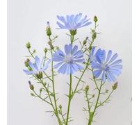 250 Graines de Chicorée Sauvage