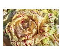250 Graines De Chicorée Sauvage Di Castelfranco