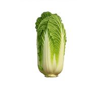 250 Graines de Chou Chinois Pé-Tsaï Granaat (Brassica rapa pekinensis) - SemiSauvage Permaculture - graines reproductibles