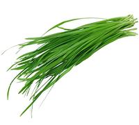 250 Graines de Ciboulette à feuilles larges - aromatique - semence paysanne