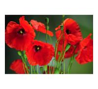 250 Graines De Coquelicot Sauvage