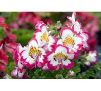250 Graines de Fleur de Papillon (Schizanthus wisetonensis)