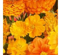 250 Graines de Fleurs d’Été - Mélange de Nuances d’Orange - Mélange de 12 Variétés ORANGE - Fleur Jardin - 376