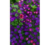 250 Graines de Fleurs Mélange de Nuances VIOLET VIOLETTE - Mélange de 12 Variétés MAUVE - Fleur Jardin - 378