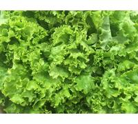 250 Graines De Laitue Batavia