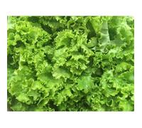 250 Graines de Laitue Batavia - légumes ancien salade - méthode BIO