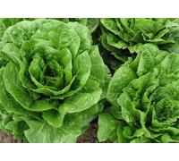 250 Graines De Laitue Romaine