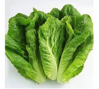 250 Graines de Laitue Romaine - SemiSauvage Permaculture