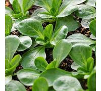 250 Graines de Mâche Mache Verte - De Cambrai - Salade Fleur Legume Jardin - NOTICE COMPLETE - 277