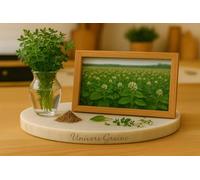 250 Graines de MARJOLAINE DOUCE - Origanum hortensis - Sweet Marjoram - Plante Herbe Aromatique - Fleur Jardin - 433