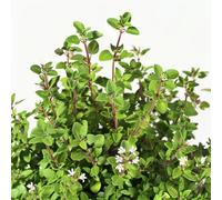 250 Graines de Marjolaine Officinale