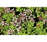 250 Graines de Marjolaine Officinale - plante aromatique jardin- semences paysannes reproductibles - SemiSauvage