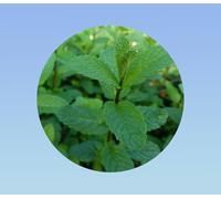 250 graines de menthe verte - herbe aromatique - mentha spicata -