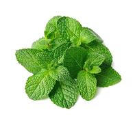 250 GRAINES de menthe verte - plante aromatique - Mentha Viridis - ** Planète Graines **