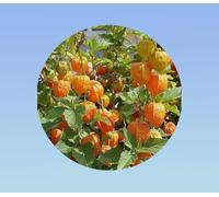250 graines de Physalis Peruviana - coqueret du perou