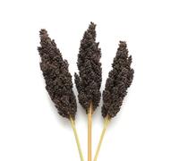 250 Graines de Sorgho Noir (Sorghum nigrum) - SemiSauvage Permaculture - graines reproductibles