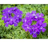 250 Graines de Verveine (Verbena Officinalis)