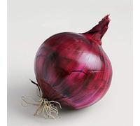 250 Graines d'Oignon Rouge