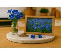 250 Graines Phacélie à clochettes - BLEU - Phacelia campanularia - California Bluebell - Fleur Jardin - 418