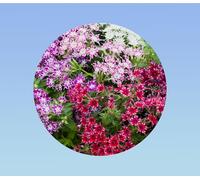 250 graines phlox twinkles - fleurs étoilées - Drummond de phlox Twinkle étoiles - graines Phlox Drummonda - phlox rampant, fleurs de massifs, bordure ...