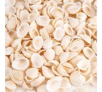 250 Pcs Coquillage Decoration, Petite Décoration Naturelle en Coquillage | 2-3.5 cm Océan Seashells for Crafts, Coquillages Blanc Artisanaux pour Mariage Poissons Vase Loisirs Créatifs (500g)