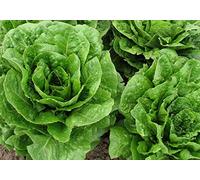 250 Romaine Laitue Graines - Vieux Légumes Salade - Biologique Méthode