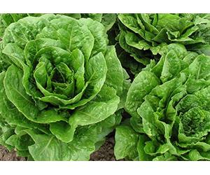 250 Romaine Laitue Graines - Vieux Légumes Salade - Biologique Méthode
