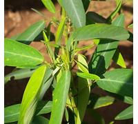 25pcs desmodium gyrans pianta di erba