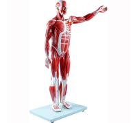 27 parties Demi-modèle de muscle humain et d'organe humain, figurine musculaire amovible avec organes pour l'éducation médicale et l'entraînement anatomique