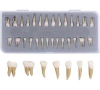 28 PCS Modèle de Dents Permanente Complète, Modèle Dentaire En Résine Artificielle Avec Racine Dent, Modèle de Démonstrations Dentaires, pour Disséquer Les Dents Et Comprendre La Morphologie Dentaire