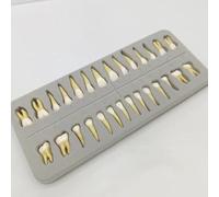 28 pcs Modèle de dents permanentes complètes, modèle de dents permanentes adultes standard, résine artificielle, avec racine dentaire, pour l'enseignement de l'école dentaire et démonstration