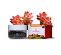 2HR Aquarist APT Jazz Engrais Racinaire pour Plantes d'aquarium (54 Tabs)
