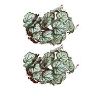 2PCS Aquarium Plants, Hammock Bed Leaf Silk Plants Artificial Fish Tank Rest Spawning Bed with Suction Cup for Fish Tank (Where Root Leaves)
