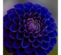2PCS Dalia bulbi a Perenne Giardino Importante Supplemento a Colori Illuminare Giardino Estate Periodo di Fioritura Lunghi Rami Foglie Alle Armi amichevole di Alta Germinazione